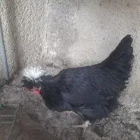 10 عدد مرغ و خروس محلی