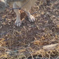 دو عدد سگ سرابی شش ماهه|سگ|بروجرد, |دیوار