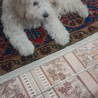 نژاد شیتزو تریر ماده|سگ|کرج, کرج نو|دیوار