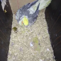 جفت عروس با تخم و جوجه (ارسال به مشهد هم دارم)|پرنده|گلبهار, شهر جدید گلبهار|دیوار