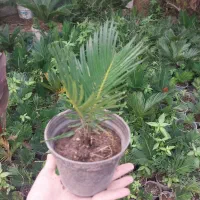 سیکاس فقط۵۰هزار تومان مطابق تصویر