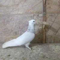 کفتر رنگه. طوقی هفترنگ جفتگاه دمسفید ساده افغانی|پرنده|مشهد, شهرک شهید باهنر|دیوار