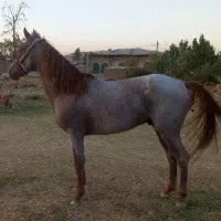 فروش یک راس نریون|اسب و تجهیزات اسب‌سواری|ازنا, |دیوار