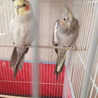 عروس هلندی|پرنده|بلداجی, |دیوار