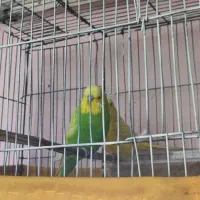 مرغ عشق انگلیسی