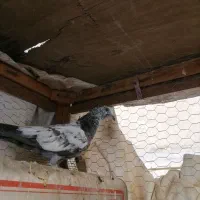 جوجه پاکستانی