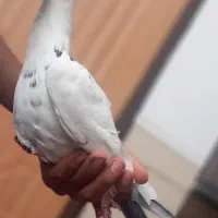 کفتر|پرنده|داراب, |دیوار