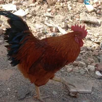 خروس