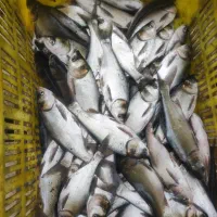 بچه ماهی کپور وآمور و قزل الا|ماهی|محمودآباد, |دیوار