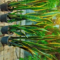 گل وگیاه آپارتمانی سانسوریاشمشیری ابلغ|گل و گیاه طبیعی|مشهد, ایثارگران|دیوار