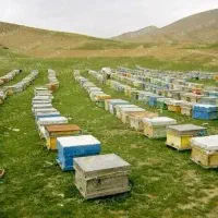 فروش عسل اردبیل