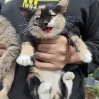 پنج عدد بچه گربه