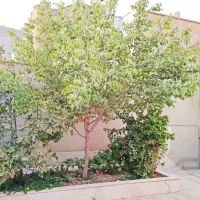 منزل ویلایی کاشمر|اجارهٔ خانه و ویلا|کاشمر, |دیوار