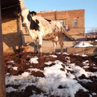 تلیسه شکم اول ۲ماه تلقیح شده ۳۰کیلوشیر