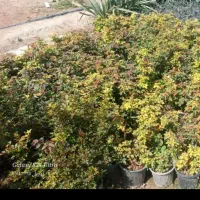 گل رز گلدانی پرریشه|گل مصنوعی|مشهد, فرخد|دیوار