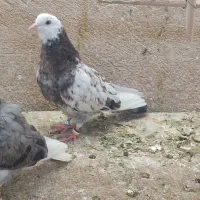دوتا‌جوجه‌کبوترپرشی ‌ساعت‌بالا‌نقش