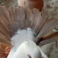 دمبی|پرنده|فلاورجان, |دیوار