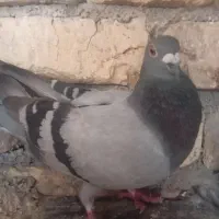 معاوضه سبز با کفتر پلاکی