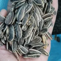 خور|خوردنی و آشامیدنی|زرین دشت (همدان), |دیوار