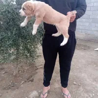 با سلام توله البای های نرو ماده