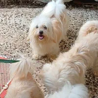 دوعدد شیتسو ماده بالغ|سگ|محمودآباد, |دیوار