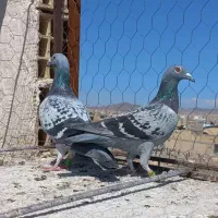کبوترپلاکی نرو ماده