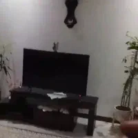 قناری مست مست فول دستی