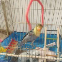 کوتوله برزیلی نر|پرنده|فولادشهر, C2|دیوار