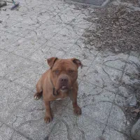 سگ نر امریکن پیت بول