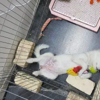 فروش سگ توافقی|سگ|قم, تولید دارو و یخچال|دیوار