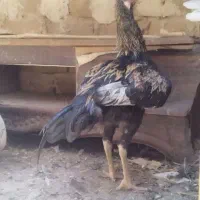 لاری