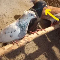 کبوتر ، کفتر