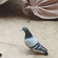 پلاکی و پرپا دمبی|پرنده|همدان, |دیوار