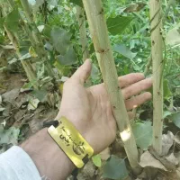 توزیع نهال صنوبر نیگرا و تبریزی اصلاح شده|خدمات باغبانی و درختکاری|کنگاور, |دیوار