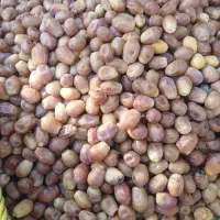 دانه درشت و تازه از نخلستان|خوردنی و آشامیدنی|شیراز, جوادیه|دیوار