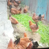 مرغ وخروس محلی ارگانیک