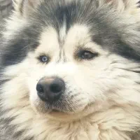 هاسکی نر اصیل چشم تا به تا