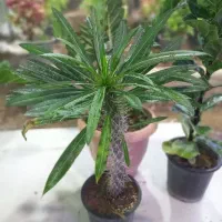 تخفیف  تا شب یلدا20درصد|گل مصنوعی|قم, چهل درخت‎|دیوار