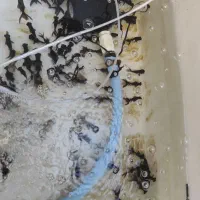 ماهی قرمز|ماهی|فردوس (خراسان), |دیوار