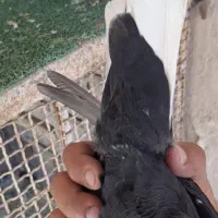 کبوتر