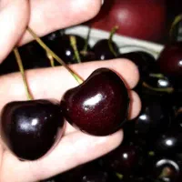 نهال انواع رقم گیلاس و آلبالو|خدمات باغبانی و درختکاری|ارومیه, |دیوار