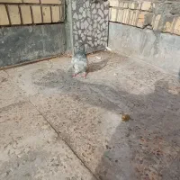 کبوتر|پرنده|بندر امام خمینی, |دیوار