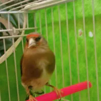 سهره ماده بالغ