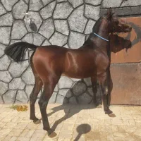 نریون سواری دار