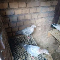 یک جفت کوهی ناور مسافتی