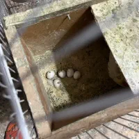 عروس هلندی نر و ماده مولد