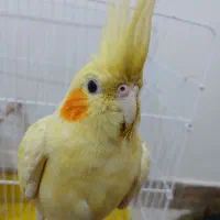 عروس هلندی لوتینو