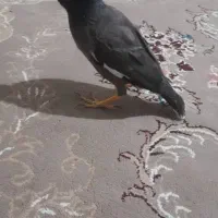 دو عدد مرغ مینا جوان سالم