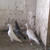 جوجه کفتر گزدار