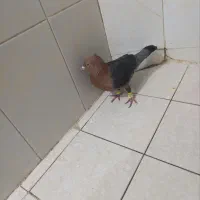 کبوتر ارشینگل